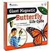 [EDU 6043] 특대형 자석 나비의한살이 모형 / 나비모형 나비의일생 나비